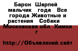 Барон (Шарпей), мальчик 3 года - Все города Животные и растения » Собаки   . Московская обл.,Химки г.